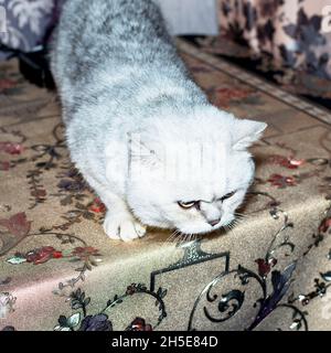 Bella chinchilla d'argento scozzese sul tavolo, il tema dei gatti domestici Foto Stock