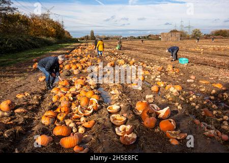 poiché le zucche e le patate dolci non soddisfano lo standard commerciale, un coltivatore discarica tonnellate di verdure sul suo campo, la gente può raccoglierle per f Foto Stock