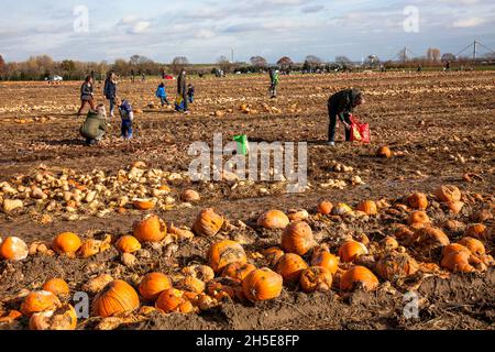 poiché le zucche e le patate dolci non soddisfano lo standard commerciale, un coltivatore discarica tonnellate di verdure sul suo campo, la gente può raccoglierle per f Foto Stock