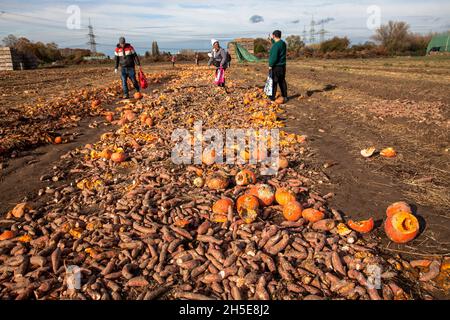 poiché le zucche e le patate dolci non soddisfano lo standard commerciale, un coltivatore discarica tonnellate di verdure sul suo campo, la gente può raccoglierle per f Foto Stock