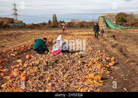 poiché le zucche e le patate dolci non soddisfano lo standard commerciale, un coltivatore discarica tonnellate di verdure sul suo campo, la gente può raccoglierle per f Foto Stock