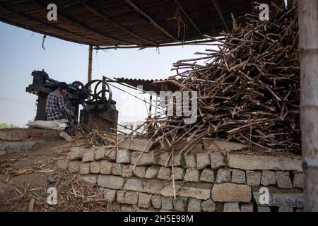 Roorkee, uttarakhand, India - 7 novembre 2021: Un lavoratore mette la canna da zucchero in una macchina frantumatrice per estrarre il succo durante la produzione di jaggery ad un Jagger Foto Stock