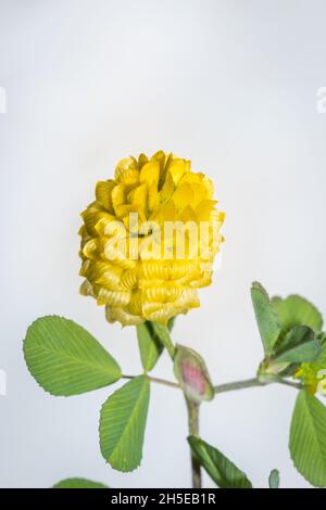 (Trifolium aureum) trifoglio di luppolo d'oro fiore selvatico durante la primavera, Città del Capo, Sudafrica Foto Stock