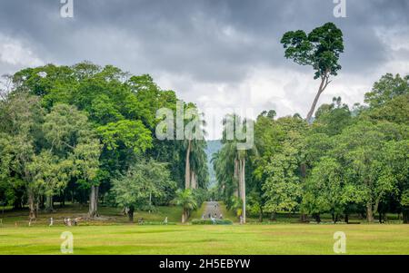 Peradeniya, Kandy, Sri Lanka - 21 gennaio 2020: I Giardini Botanici reali appena fuori della città hanno un sacco di piante insolite e alberi in un bellissimo Foto Stock