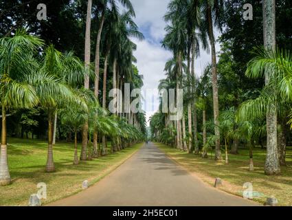 Peradeniya, Kandy, Sri Lanka - 21 gennaio 2020: I Giardini Botanici reali appena fuori della città hanno un sacco di piante insolite e alberi in un bellissimo Foto Stock