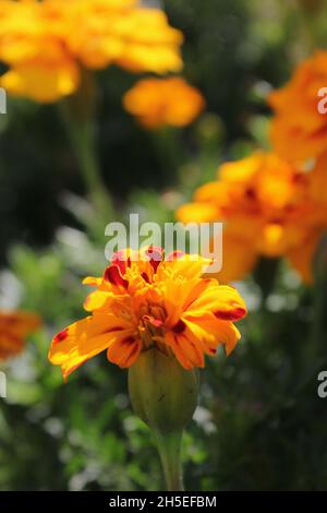 Splendidi marigolds rossi e arancioni luminosi che sbocciano nel campo di fiori soleggiato. Foto Stock