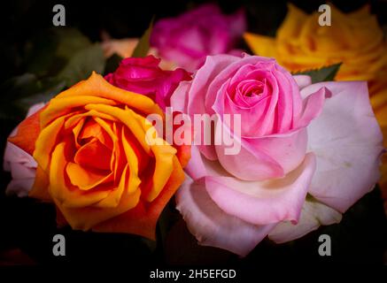 Bella foto ravvicinata delle rose rosa arancio Foto Stock