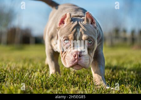 Una tasca Lilac colore maschio American Bully cucciolo cane è in movimento. Foto Stock