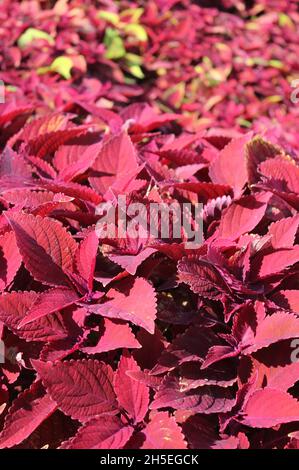 Piante di coleus rosso brillante che crescono nel giardino estivo soleggiato. Foto Stock