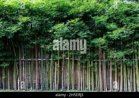Design degli interni di una caffetteria di stile Giapponese Cafe Design Interior Objective Shop Concept Foto Stock
