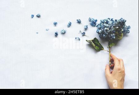 La mano di una donna tiene un bouquet di hydrangeas asciugate su uno sfondo bianco. Mockup con fiori secchi. Disposizione piatta Foto Stock