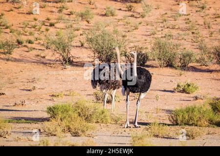 Coppia di struzzi africani in area desertica nel parco di Kgalagadi, Sudafrica ; specie Struthio camelus famiglia di Struthionidae Foto Stock