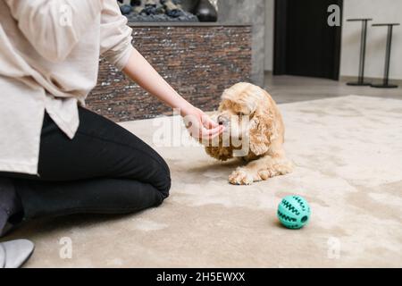 La giovane donna che alimenta il suo cane spaniello americano mentre si siede sul pavimento in soggiorno. Foto Stock