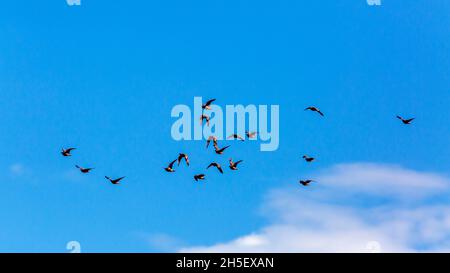 Flock of Burchell's Sandgrouse volando in cielo blu nel parco di Kgalagadi transfrontier, Sudafrica; specie Pterocles burchelli famiglia di Pteroclidae Foto Stock