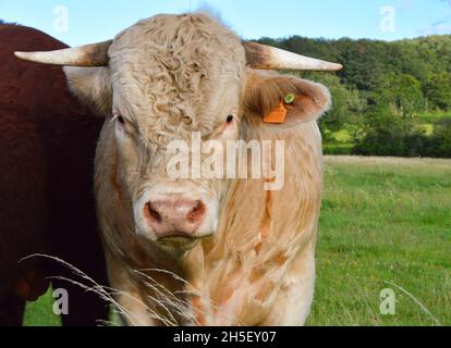 Bella e potente bolla Charolais Foto Stock