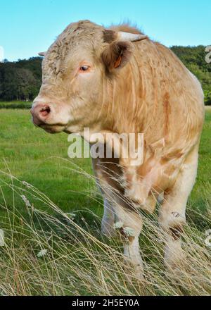 Bella e potente bolla Charolais Foto Stock