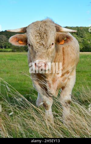 Bella e potente bolla Charolais Foto Stock