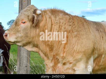 Bella e potente bolla Charolais Foto Stock