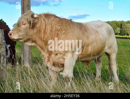 Bella e potente bolla Charolais Foto Stock