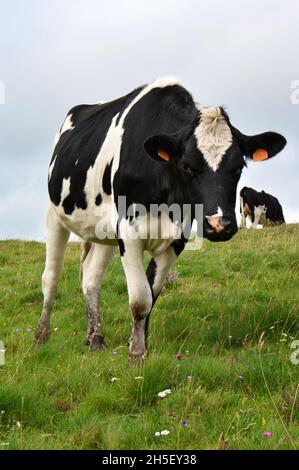Mandria di giovani vacche da latte o giovenche. Si tratta di una mucca di razza friesiana Holstein utilizzata per l'industria casearia. Foto Stock