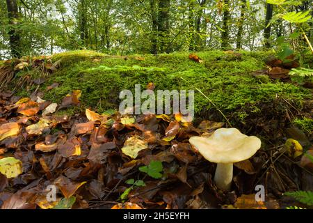 Fungo ocra Brittlegill (Russula ochroleuca) che cresce nella lettiera di foglie di un bosco a Beacon Hill nelle colline Mendip, Somerset, Inghilterra. Foto Stock