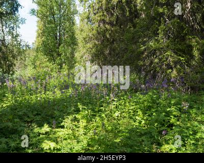 Foresta mista densa profonda nella lapponia svedese coperta di alti fiori selvatici blu, Dropmore. Estate giorno di sole, luce brillante. Norhern Svezia a Kungsleden Foto Stock