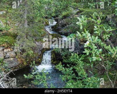 Piccola cascata, cascata sul torrente nel paesaggio selvaggio e selvaggio della foresta della Lapponia con rocce, muschi e abeti. Estate della Svezia settentrionale alle Foto Stock