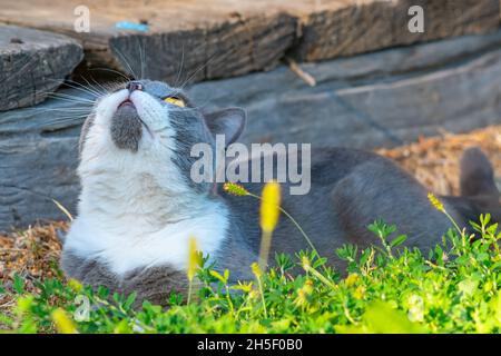 Un gatto grigio, una croce tra un gatto blu e una razza di gatto britannico, si trova sull'erba verde vicino tavole di legno e guarda verso il cielo Foto Stock