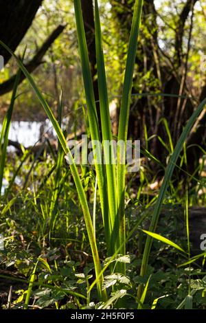 Erba di canna nel raggio di luce soleggiato. La fotografia con retroilluminazione naturale come simbolo di un ambiente pulito Foto Stock