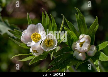 Anemonastrum narcissiflorum fiore in montagna Foto Stock