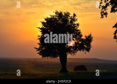 Bella vista dell'albero solitario sul campo all'alba panoramica Foto Stock