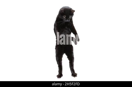Ritratto di bel gatto nero in piedi su due zampe isolato su sfondo bianco studio. Concetto di vita animale Foto Stock