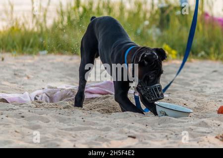 Un cane nero con una museruola e un guinzaglio sta giocando con la sabbia sulla spiaggia. Foto Stock