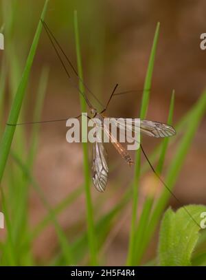 Gru volare Tipulidae seduto su un fusto di pianta, sfondo sfocato Foto Stock