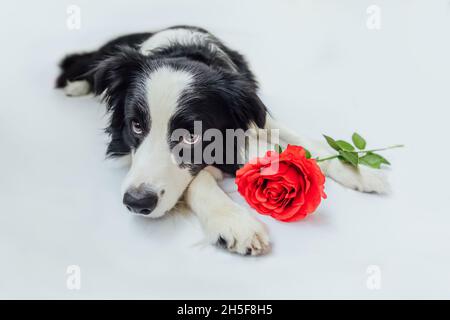 San Valentino concetto. Ritratto divertente carino cucciolo cane bordo collie sdraiato con fiore rosso rosa isolato su sfondo bianco. Il cane bello in amore sul giorno valentines dà il regalo Foto Stock