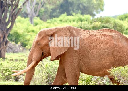 Profilo di un grande elefante toro (Loxodonta africana) con colore rosso mattone dai terreni ricchi di ossido di ferro del Parco Nazionale Est di Tsavo, Kenya. Foto Stock