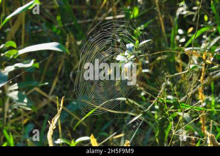 Spider's Web, uno degli elementi più intriganti della natura. Nella foresta Atlantica, tra l'immensità delle foglie, brilla la ragnatela. Foto Stock