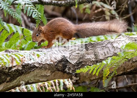 Running, scoiattolo rosso eurasiatico, Sciurus vulgaris, National Trust, Brownsea Island, Dorset, Regno Unito Foto Stock