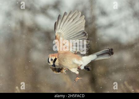 Eurasian Jay (Garrulus glandarius) in volo con un mouse nel suo becco. Foto Stock