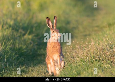 La lepre europea è in piedi sul terreno. Lepus europaeus. Foto Stock