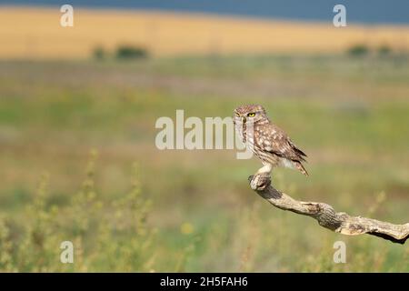 Il piccolo Owl Athene noctua. Il gufo dell'adulto si siede su un nel bastone la luce bella della sera. Foto Stock