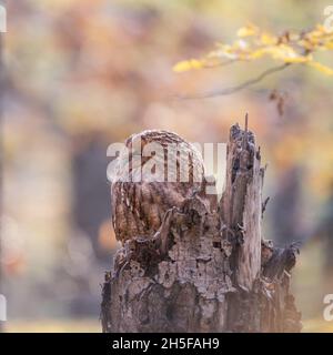 Ritratto di un gufo tawny di riposo nella foresta d'autunno. Strix aluco. Foto Stock