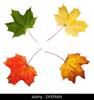 Foglie di acero norvegese nei colori estate ed autunno, verde fresco, che diventa giallo a rosso poi marrone decadimento. Foglie separate e isolate su un dorso bianco gr Foto Stock
