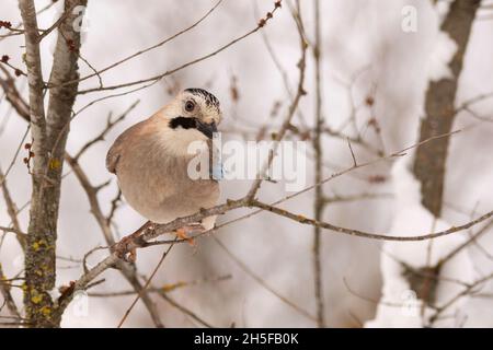 Il Garrulus glandarius di Garrulus di Eurasian siede su un ramo dell'albero nella foresta d'inverno. Foto Stock