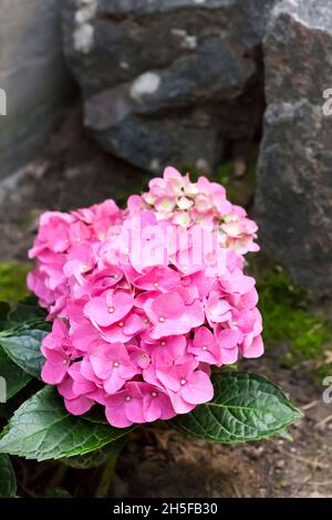 Rosa Hydrangea macrophylla (Bigleaf Hydrangea) closeup infiorescenze nel giardino estivo Foto Stock