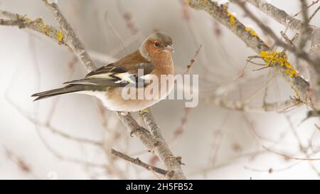 Chaffinch, Fringilla coelebs siede su un ramo di albero in una foresta invernale. Foto Stock