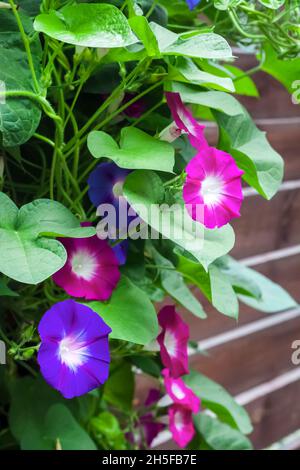 Viola e blu mattina Gloria (Ipomoea) fiori arrampicata, closeup Foto Stock