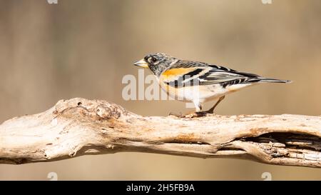 Brambling Fringilla montifringilla seduta su un bastone. Foto Stock