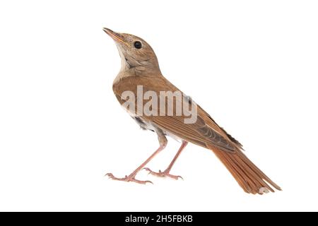 Comune nightingale, Luscinia megarhynchos, isolato su sfondo bianco Foto Stock