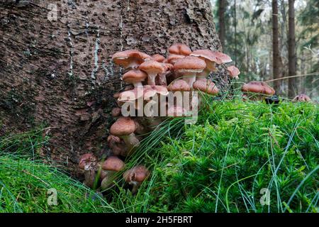 Gruppo di funghi di miele in muschio di muschio sul tronco di un albero di abete rosso Foto Stock